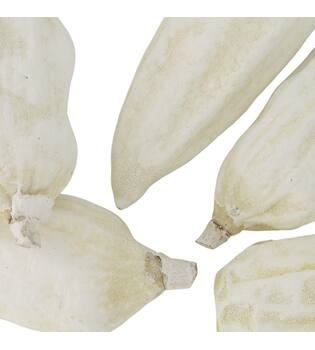 Baobab big 12-20cm 6pc - White
