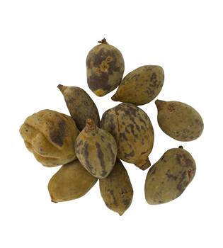 Baobab medium 8-12cm 10pc - Natural