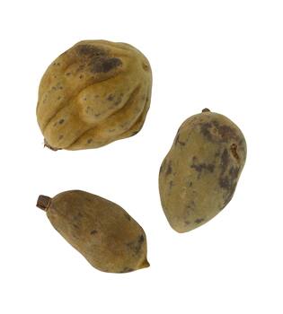 Baobab medium 8-12cm 10pc - Natural