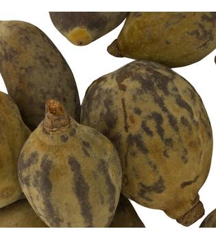 Baobab medium 8-12cm 10pc - Natural