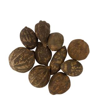 Baobab medium 8-12cm 10pc