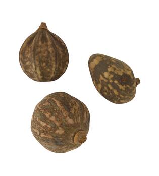 Baobab medium 8-12cm 10pc
