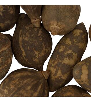 Baobab medium 8-12cm 10pc