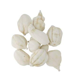 Baobab medium 8-12cm 10pc - White