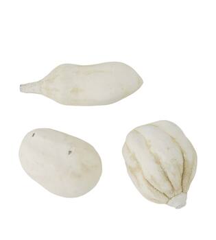 Baobab medium 8-12cm 10pc - White
