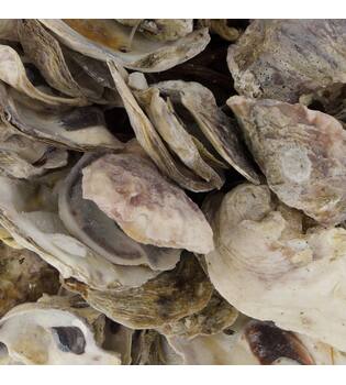 Ball oyster nature 20x20x20cm