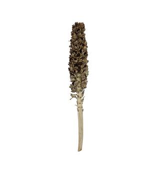 Cacho de coco with stem 140-160cm - Natural