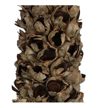 Cacho de coco with stem 140-160cm - Natural