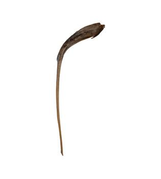 Palmsing 150-180cm - Natural