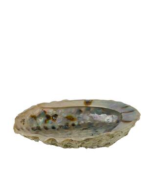 Shell abalone large nature 14x11x2.5cm - Natural