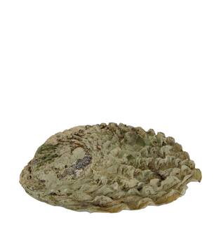 Shell abalone large nature 14x11x2.5cm - Natural