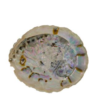 Shell abalone large nature 14x11x2.5cm - Natural
