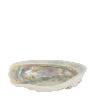 Shell abalone large nature 14x11x3cm - Cream
