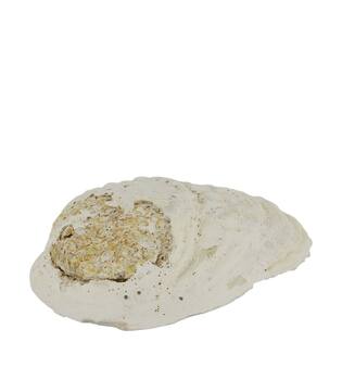 Shell abalone large nature 14x11x3cm - Cream