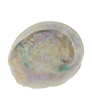 Shell abalone large nature 14x11x3cm - Cream