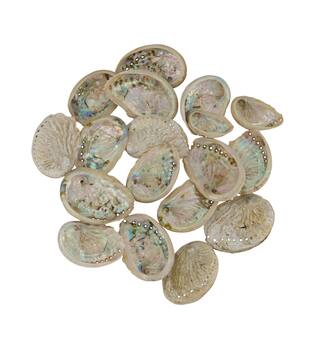 Shell abalone mini nature 21x10x3cm 200gr - Natural