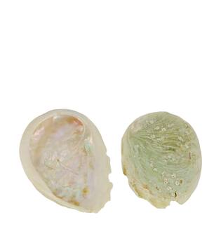 Shell abalone mini nature 21x10x3cm 200gr - Cream
