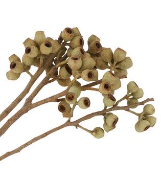 Branch ambernut nature 35x10x6cm