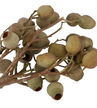 Branch bellgums nature 35x25x12cm - Natural