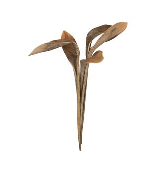 Branch shoe horn nature 67x20x8cm 5pc