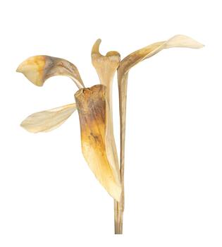 Branch shoe horn nature 67x20x8cm 5pc - Cream