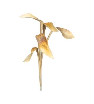 Branch shoe horn nature 67x20x8cm 5pc - Cream