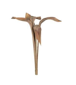 Branch shoe horn nature 74x20x10cm 5pc - Cream