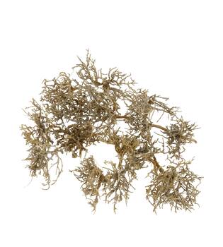 Tree dry small in tray nature 38x18x7.5cm 15pc