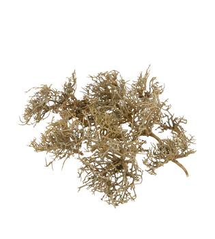 Tree dry small in tray nature 38x18x7.5cm 15pc