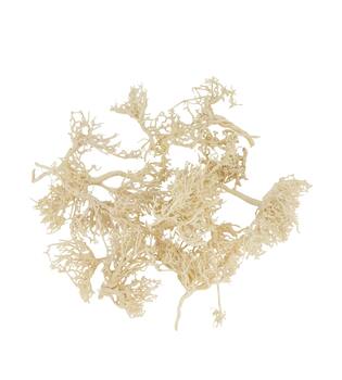 Tree dry small in tray nature 38x18x7.5cm 15pc - Cream