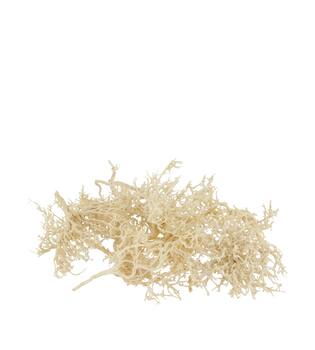 Tree dry small in tray nature 38x18x7.5cm 15pc - Cream