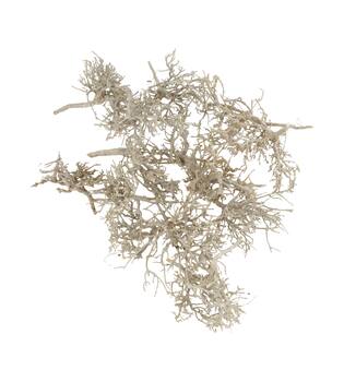 Tree dry small in tray nature 38x18x7.5cm 15pc - White