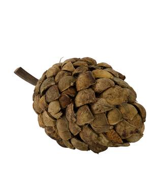 Stick betal pod dino cone nature 28x13x14cm
