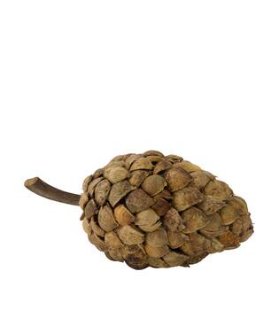 Stick betal pod dino cone nature 28x13x14cm