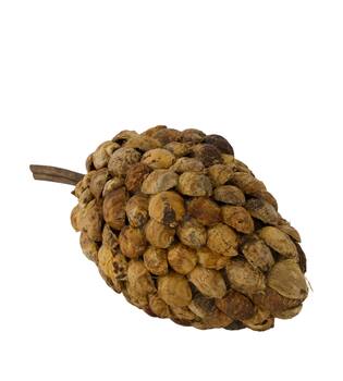 Stick betal pod dino cone nature 40x20x19cm - Natural