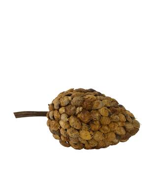 Stick betal pod dino cone nature 40x20x19cm - Natural