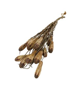 Branch with mahogany coco 65x20x10cm