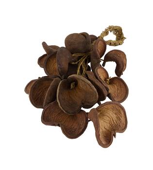 Hanger badam nature 60x20x15cm 15pc