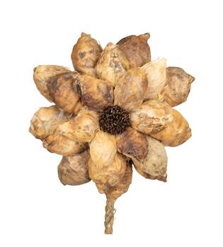 Flower beetal pod nature 70x15x15cm - Natural