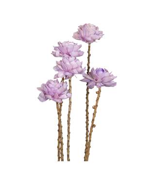 Flower sola dahlia coco 55x6x6cm 5pc - Purple