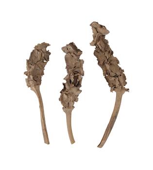 Stick palm female bundle with vizy rope nature 11x5x30cm - Cream