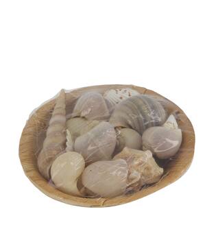 Shell in round bowl nature 13x13x5cm 90gr