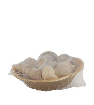 Shell in round bowl nature 13x13x5cm 90gr