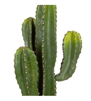 Plant cactus artificial 26x19x86cm - Green