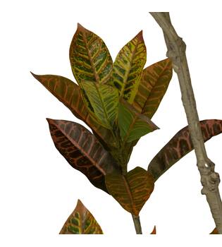 Plant croton artificial 70x80x185cm - Green