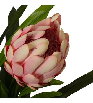 Flower protea artificial 80x75x116cm