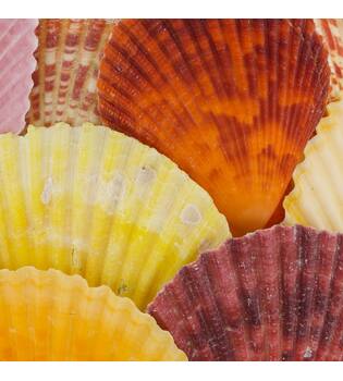 Tealight holder glass with shells 13x13x12.5cm