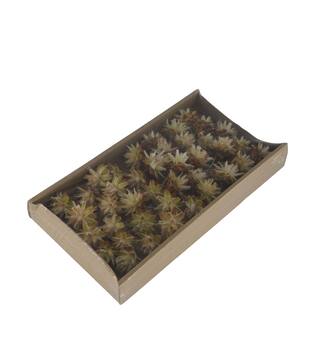 Plumosum on wire stem 40pc in tray 36x20x5cm