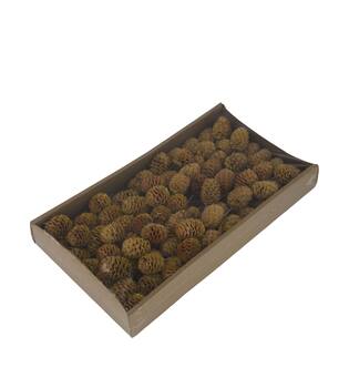 Sabulosum on wire stem 80pc in tray 36x20x5cm - Natural