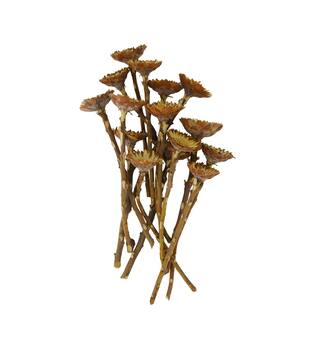 Protea compacta flats 15pc 37x20x10cm - Natural